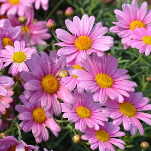 Argyranthemum frutescens 'Aramis® Girly Pink' - Põõsas-hõbekakar 'Aramis® Girly Pink' P9/0,55L
